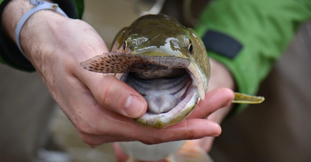 Stunning image of the Bull Trout (Salvelinus confluentus), a wonder in the animal kingdom.