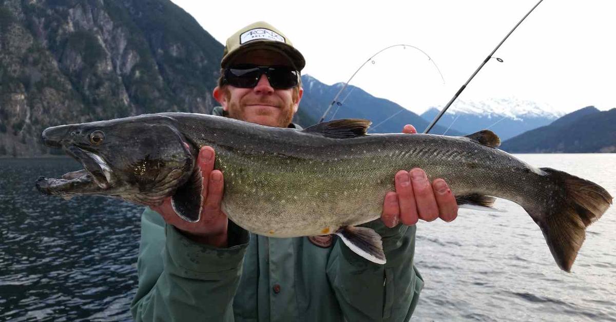 Close-up view of the Bull Trout, known as Ikan Bull Trout in Indonesian.