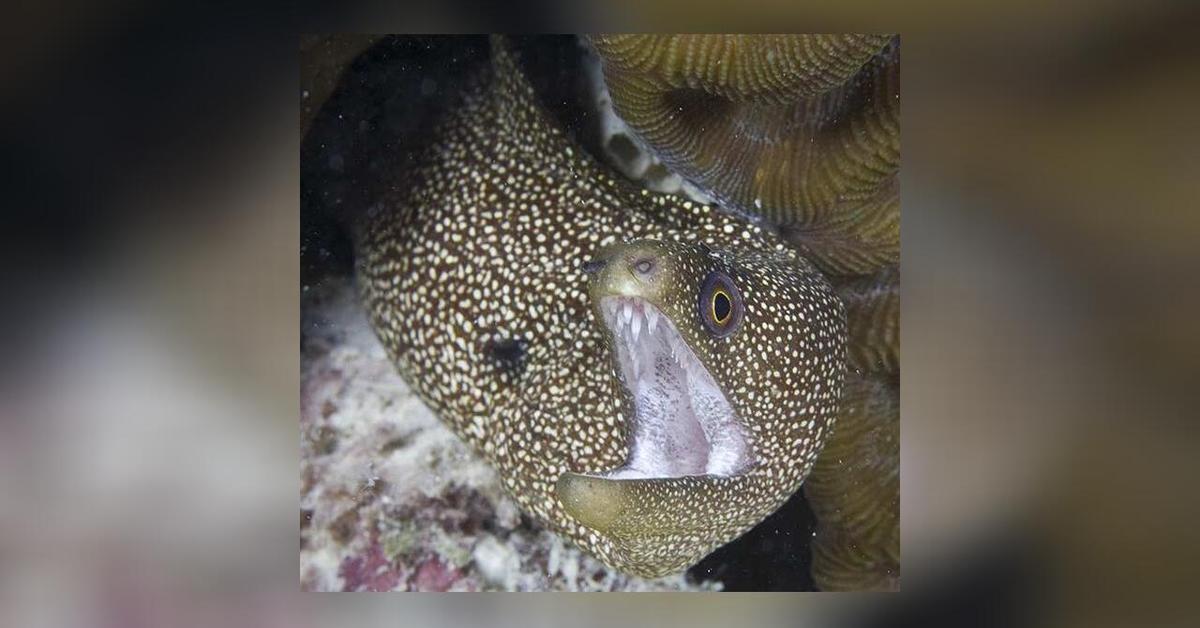 Enchanting Banana Eel, a species scientifically known as Gymnothorax miliaris.