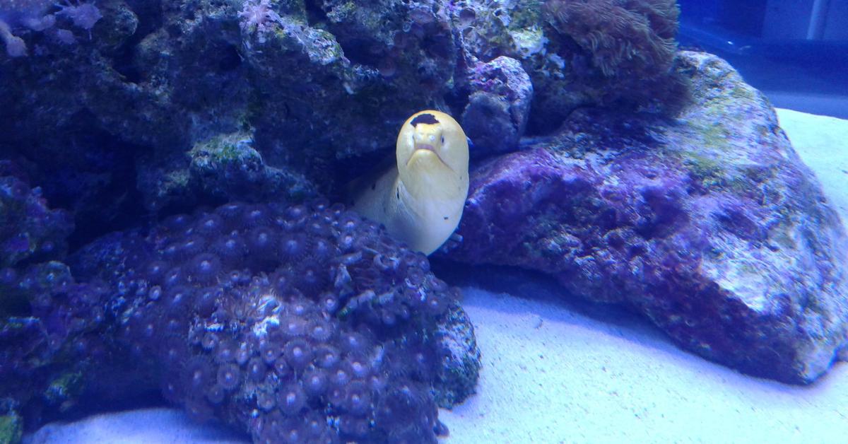 Close encounter with the Banana Eel, scientifically called Gymnothorax miliaris.