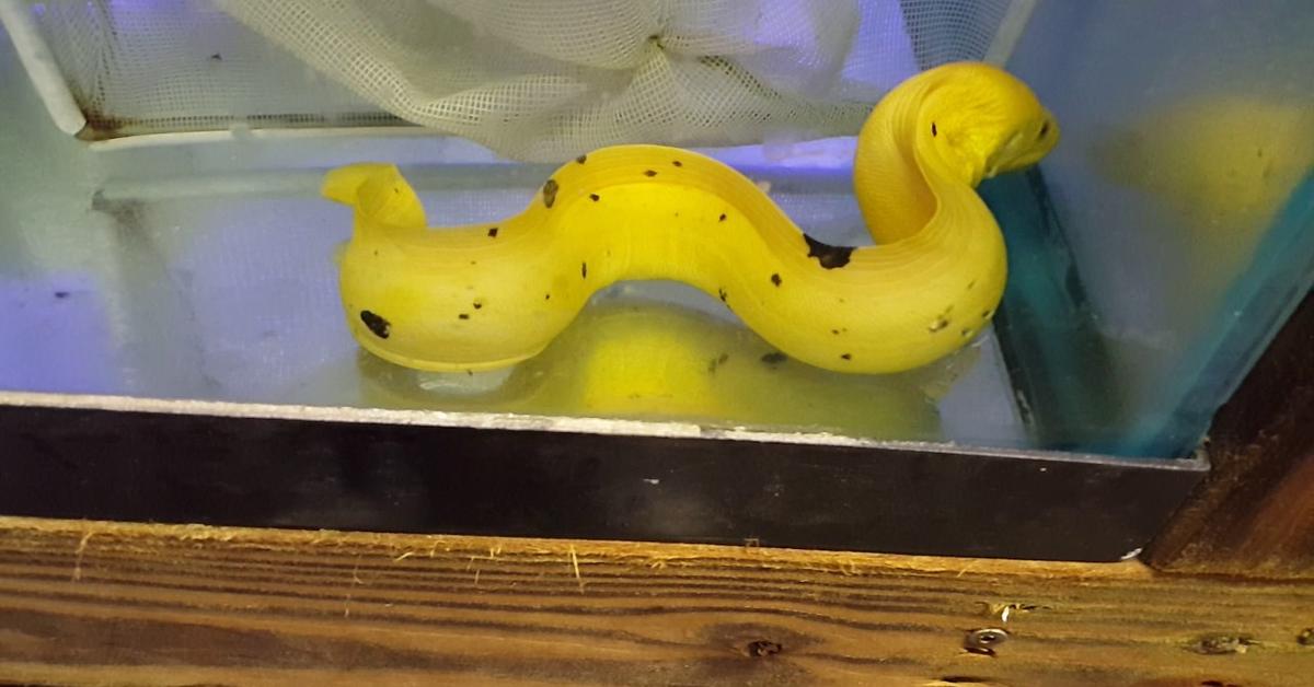 A beautiful representation of the Banana Eel, scientifically Gymnothorax miliaris.