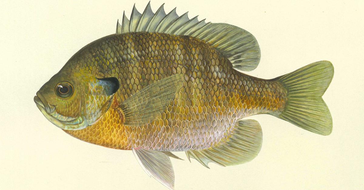 Iconic view of the Bluegill, or Lepomis macrochirus, in its habitat.