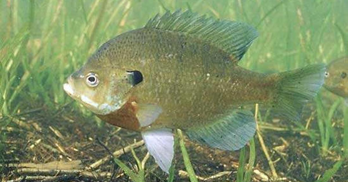 Captivating shot of the Bluegill, or Ikan Bluegill in Bahasa Indonesia.