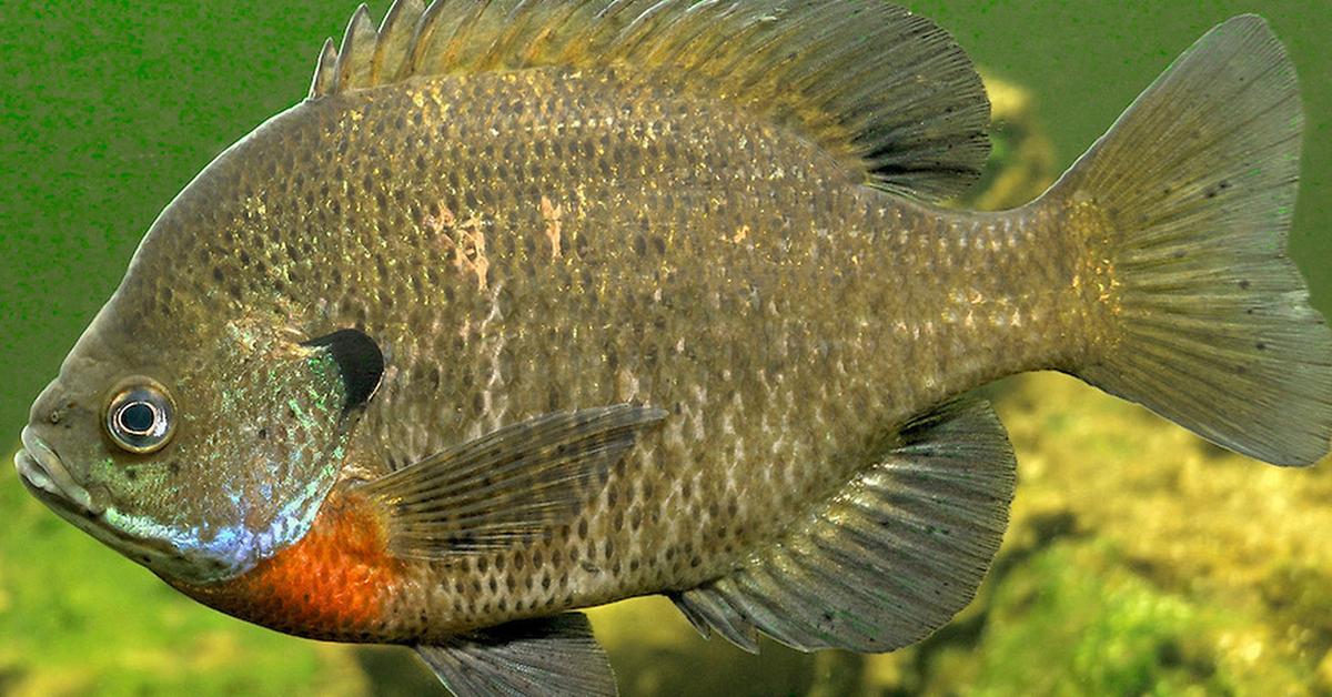 Visual of Bluegill, or Ikan Bluegill in Indonesian, showcasing its beauty.