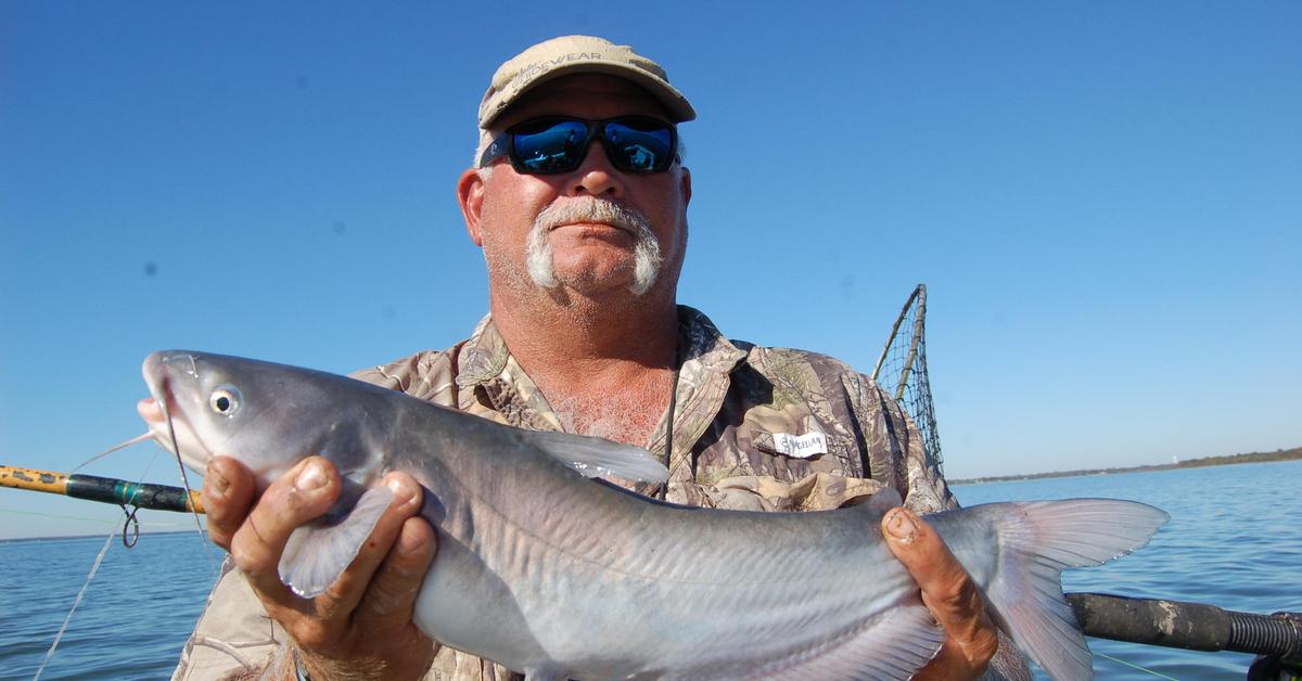 Captured moment of the Blue Catfish, in Indonesia known as Lele Biru.