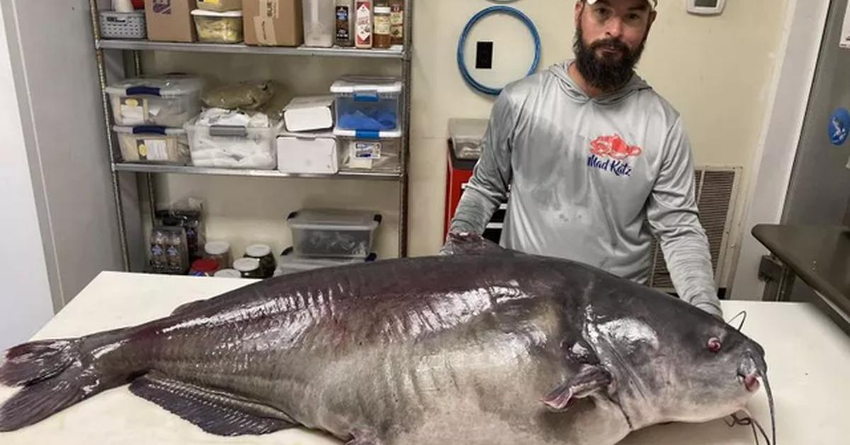 Stunning depiction of Blue Catfish, also referred to as Ictalurus furcatus.