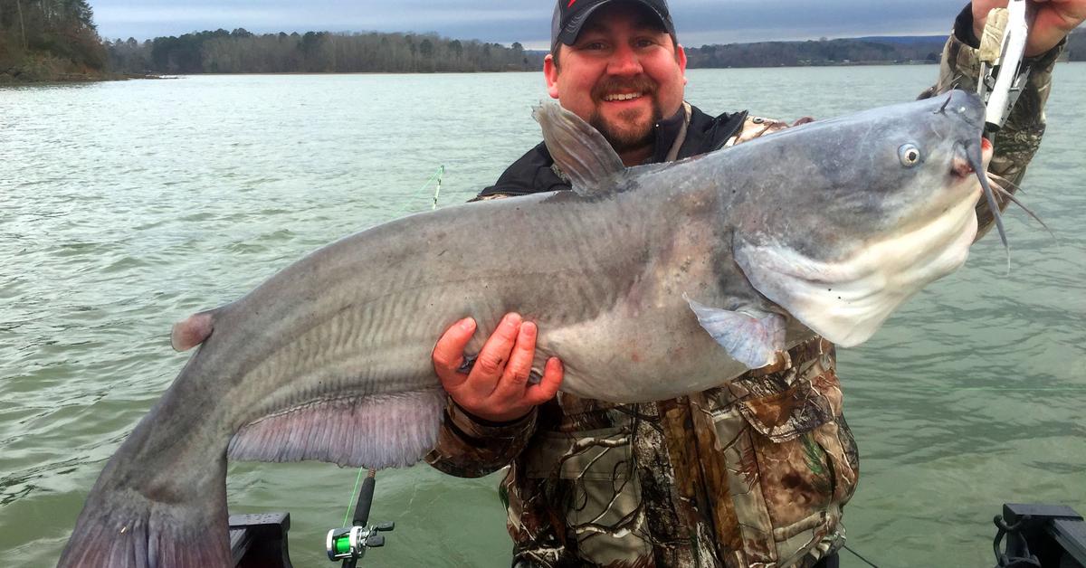 Captured beauty of the Blue Catfish, or Ictalurus furcatus in the scientific world.