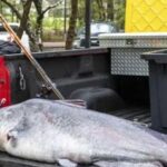 Distinctive Blue Catfish, in Indonesia known as Lele Biru, captured in this image.