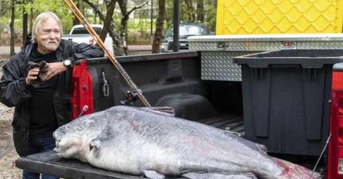 Distinctive Blue Catfish, in Indonesia known as Lele Biru, captured in this image.