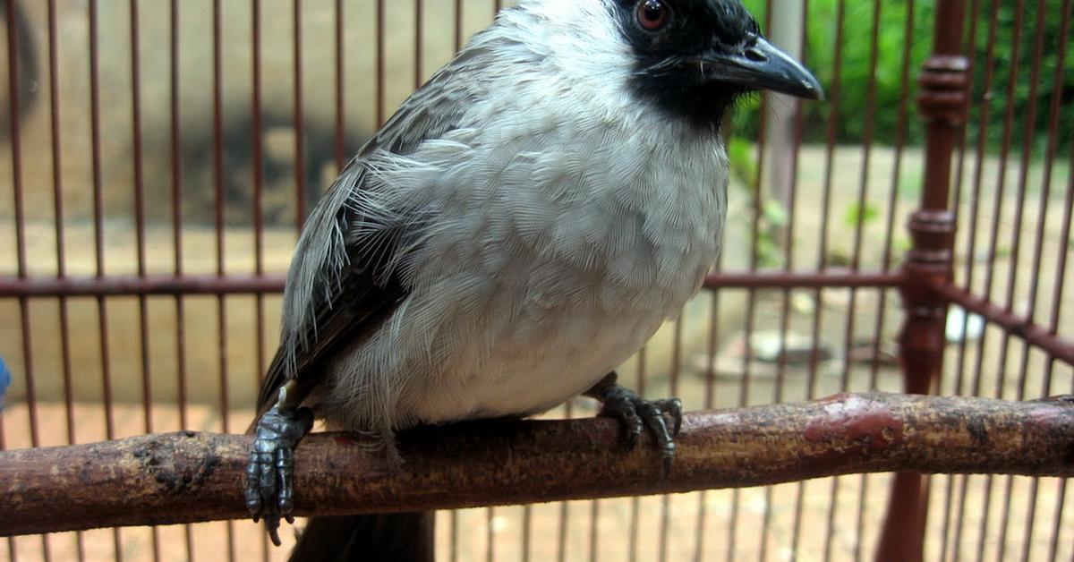 Captivating presence of the Black-Capped Chickadee, a species called P. atricapillus.