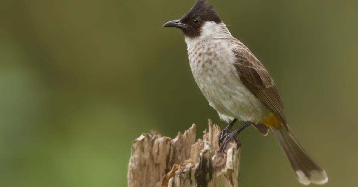 Captured elegance of the Black-Capped Chickadee, known in Indonesia as Burung Kutilang Berbintik Hitam.