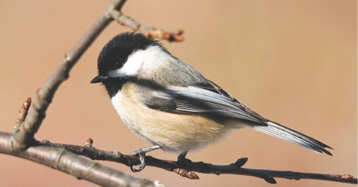 The fascinating Black-Capped Chickadee, scientifically known as P. atricapillus.