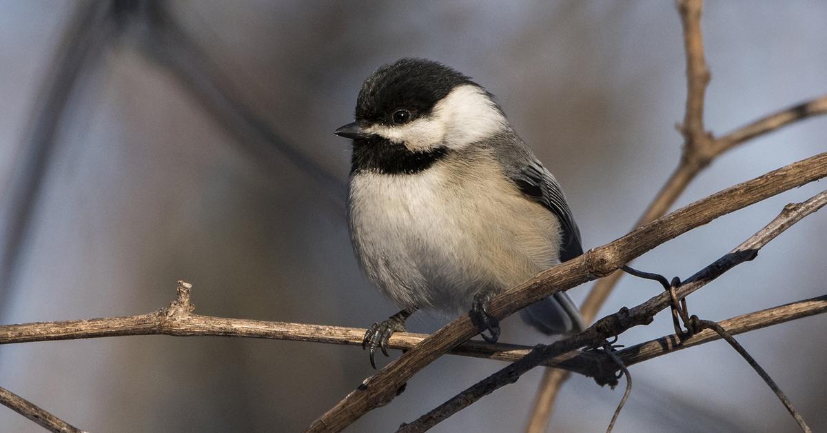 Vibrant snapshot of the Black-Capped Chickadee, commonly referred to as Burung Kutilang Berbintik Hitam in Indonesia.