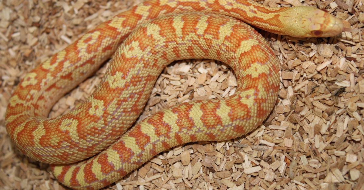 Elegant Bullsnake in its natural habitat, called Ular Sapi in Indonesia.