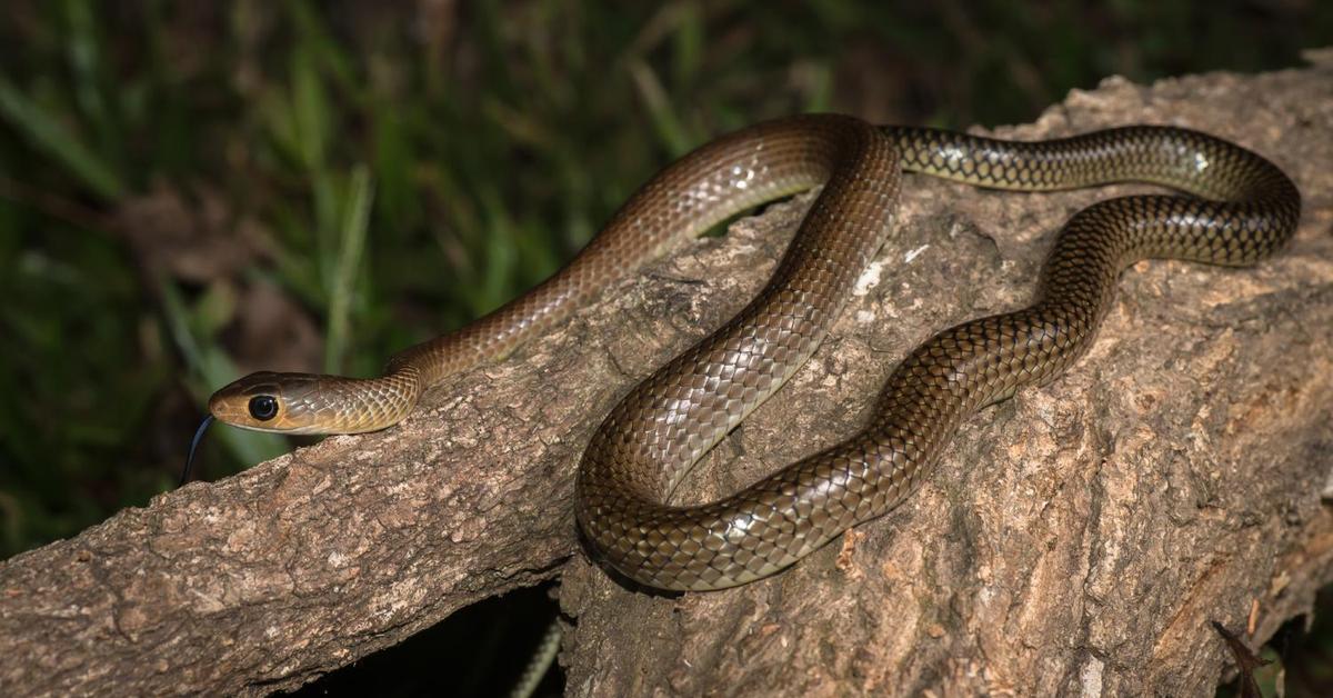 Vivid image of the Bullsnake, or Ular Sapi in Indonesian context.