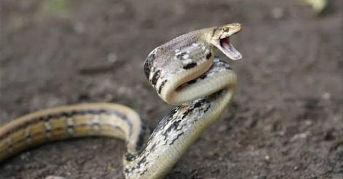 Close-up view of the Bullsnake, known as Ular Sapi in Indonesian.