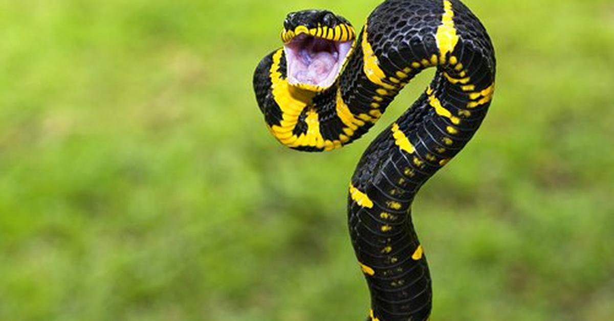 Captured elegance of the Boiga, known in Indonesia as Ular Boiga.