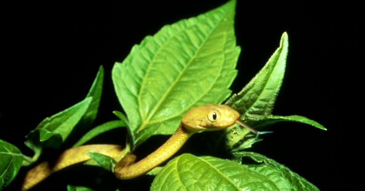 Elegant Boiga in its natural habitat, called Ular Boiga in Indonesia.