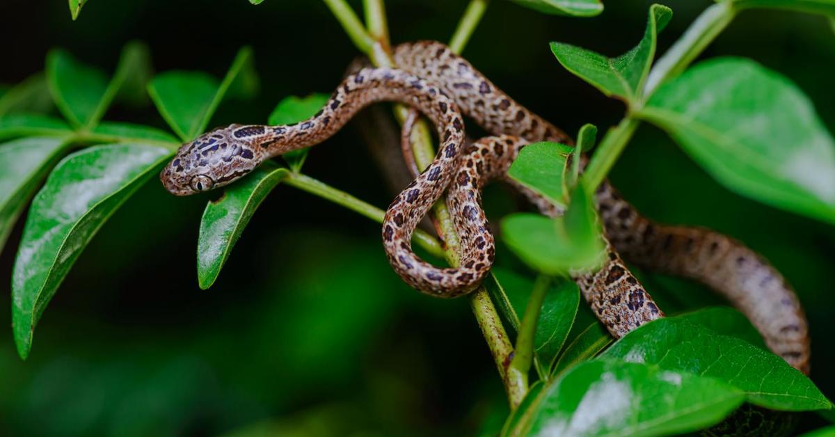 Captured elegance of the Boiga, known in Indonesia as Ular Boiga.