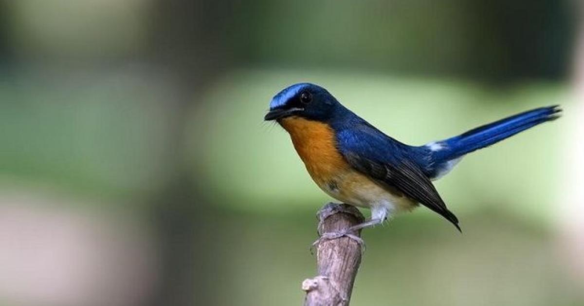 Portrait of a Blue Tit, a creature known scientifically as Cyanistes caeruleus.