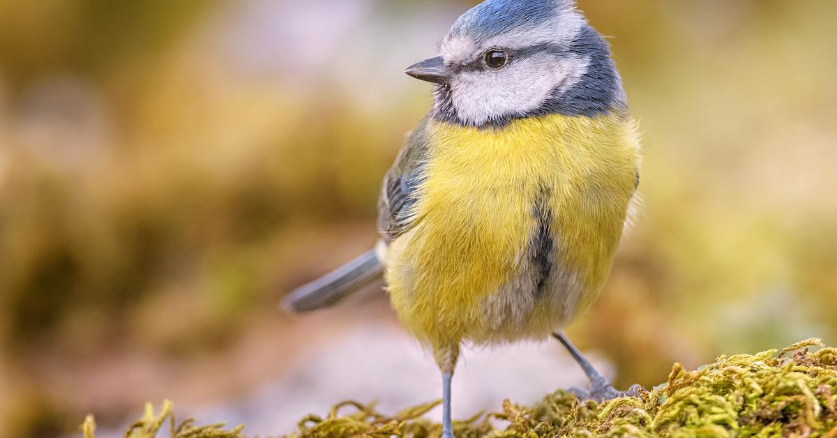 The remarkable Blue Tit (Cyanistes caeruleus), a sight to behold.