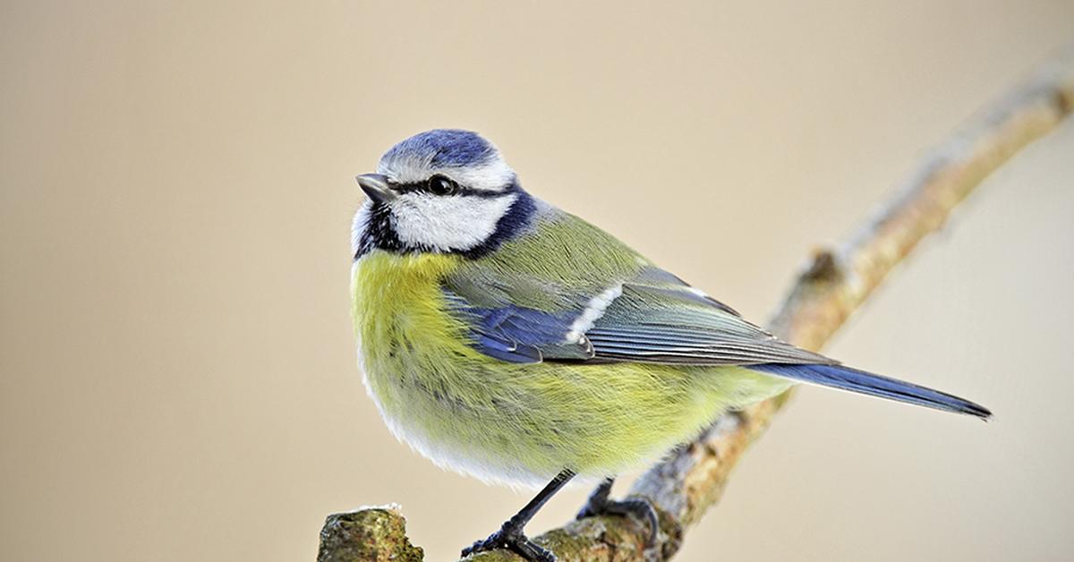 Visual of Blue Tit, or Burung Kecil Biru in Indonesian, showcasing its beauty.