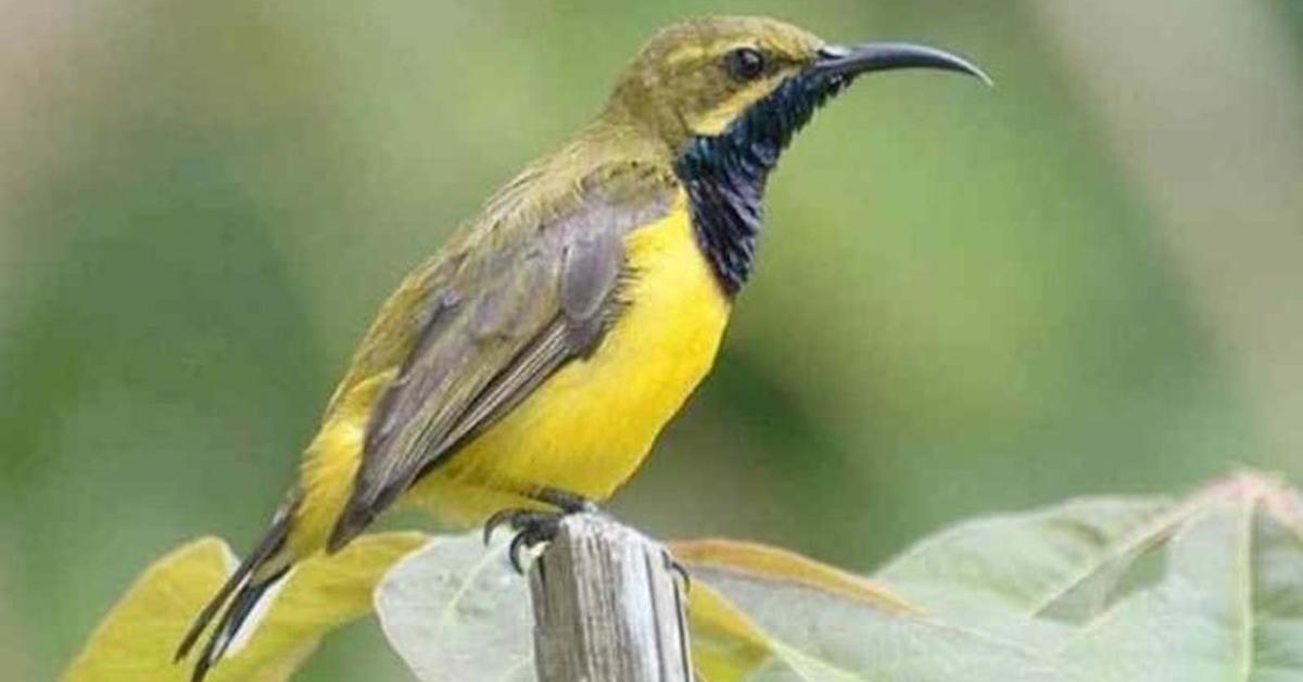 Exquisite image of Blue Tit, in Indonesia known as Burung Kecil Biru.