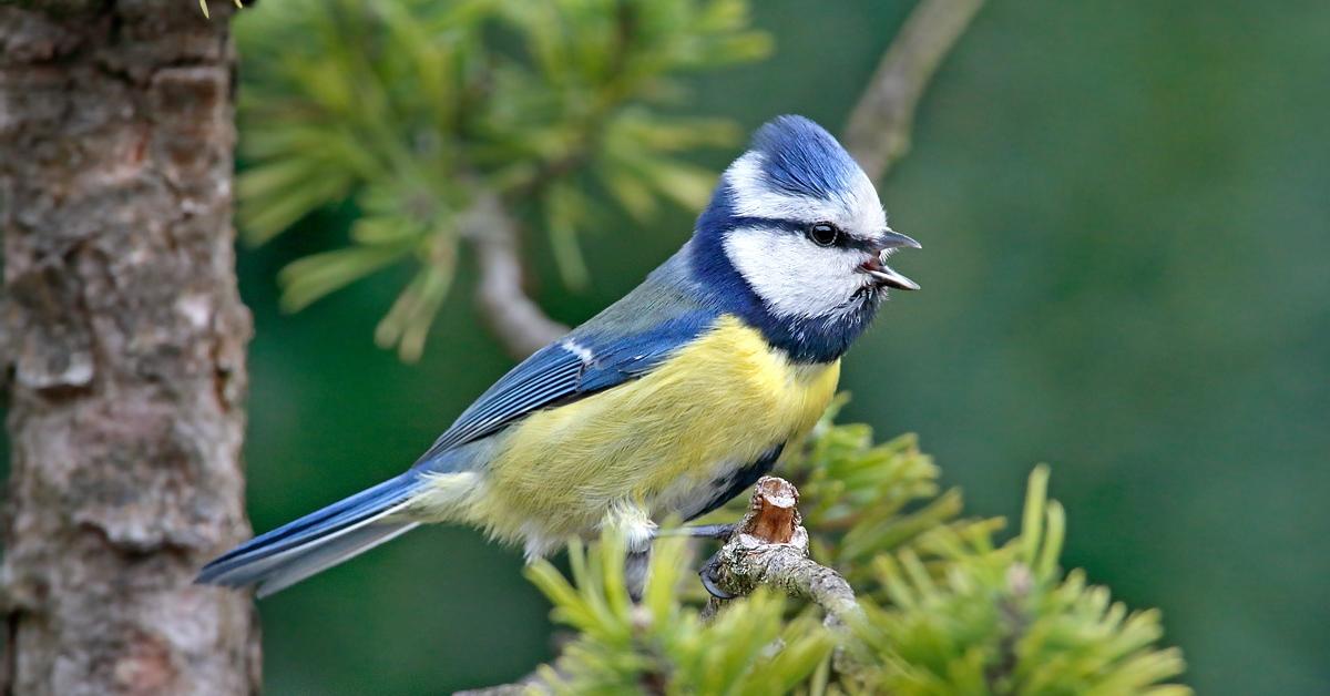 The majestic Blue Tit, also called Burung Kecil Biru in Indonesia, in its glory.