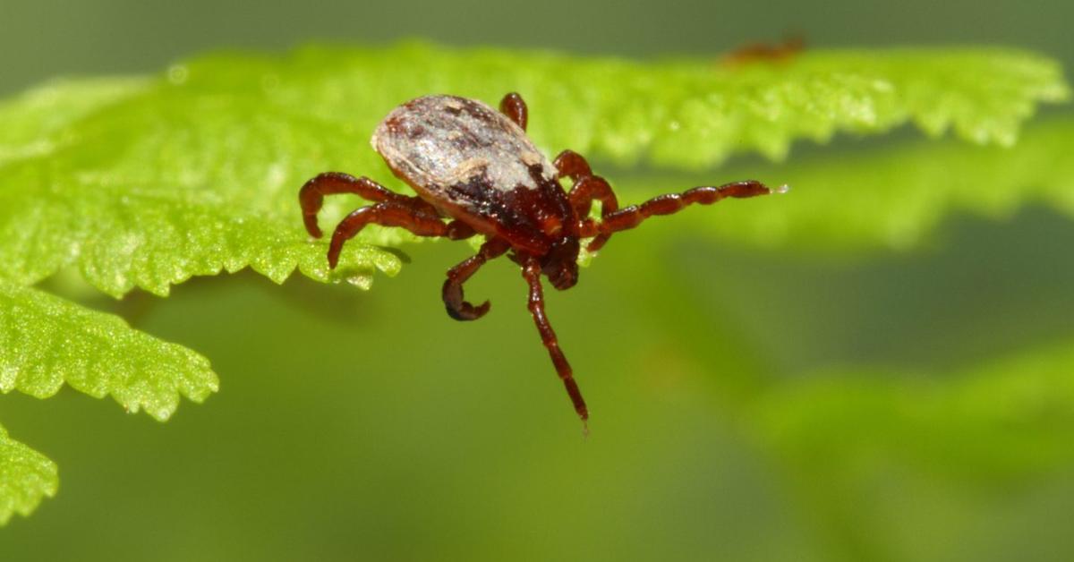 Photographic depiction of the unique Brown Dog Tick, locally called Kutu Coklat Anjing.