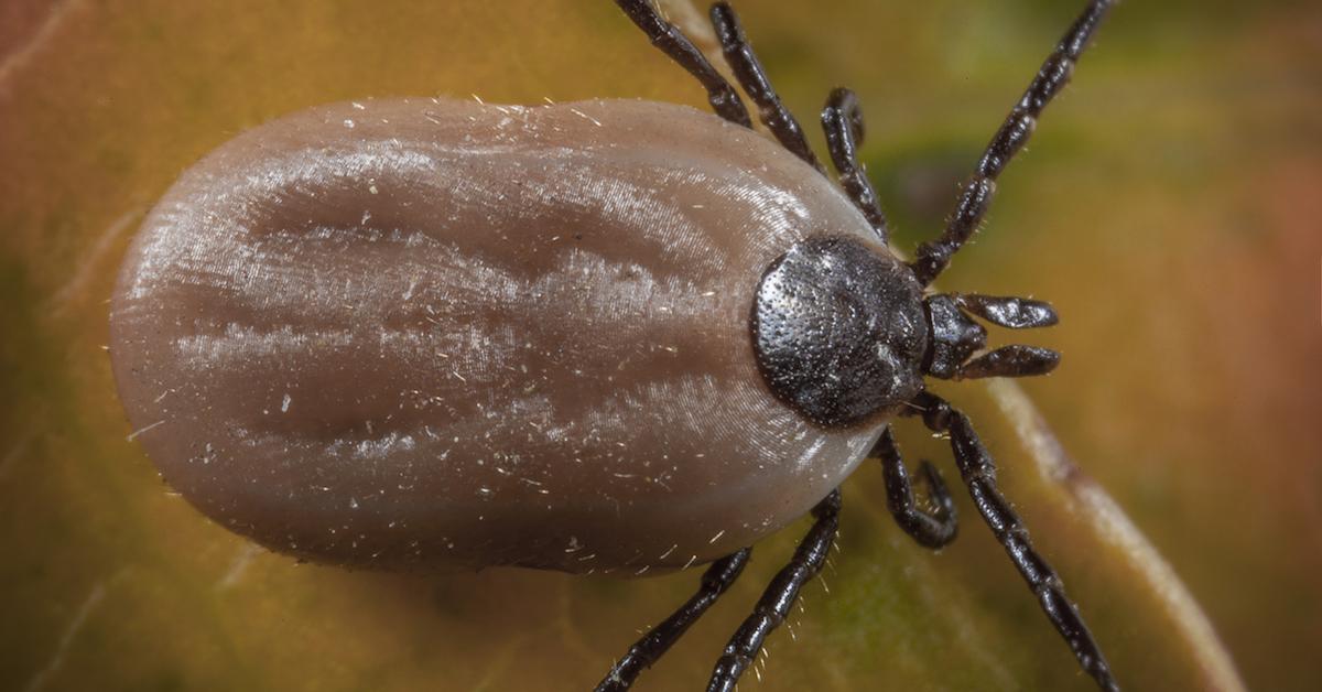 Captured elegance of the Brown Dog Tick, known in Indonesia as Kutu Coklat Anjing.