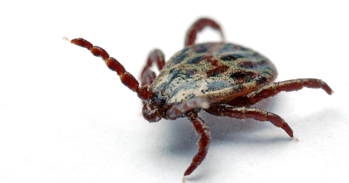 The Brown Dog Tick, a beautiful species also known as Kutu Coklat Anjing in Bahasa Indonesia.