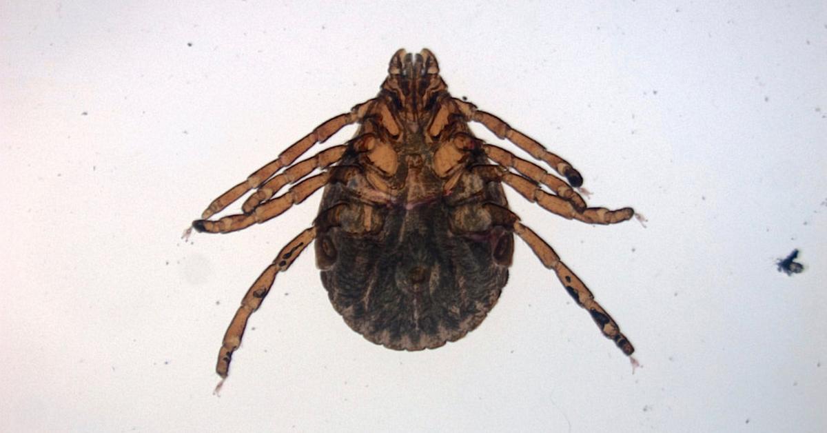 The Brown Dog Tick, an example of Rhipicephalus sanguineus, in its natural environment.