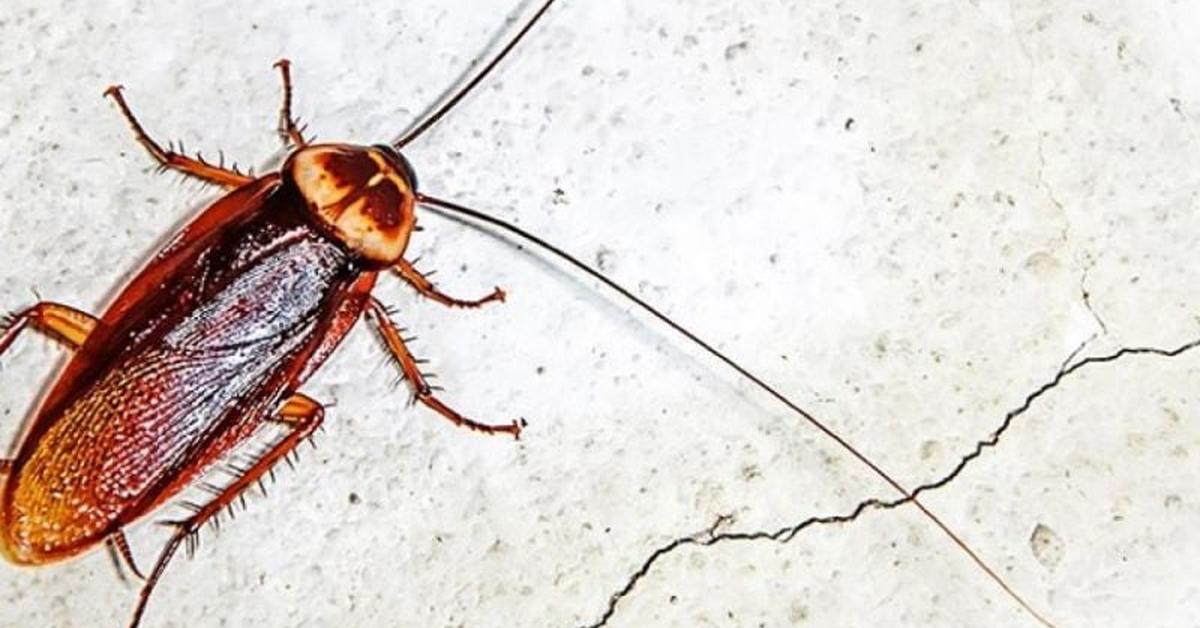 Captivating presence of the Brown-Banded Cockroach, a species called Supella longipalpa.