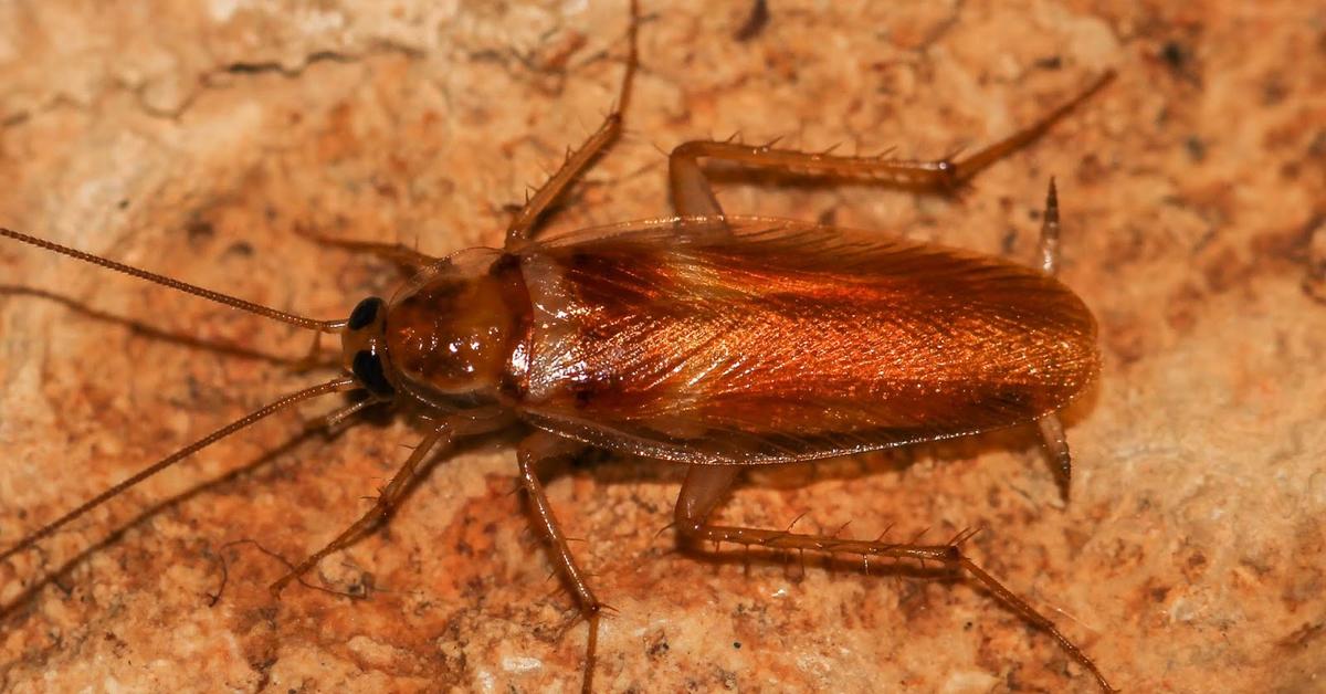 Vivid image of the Brown-Banded Cockroach, or Kecoa Berpita Coklat in Indonesian context.