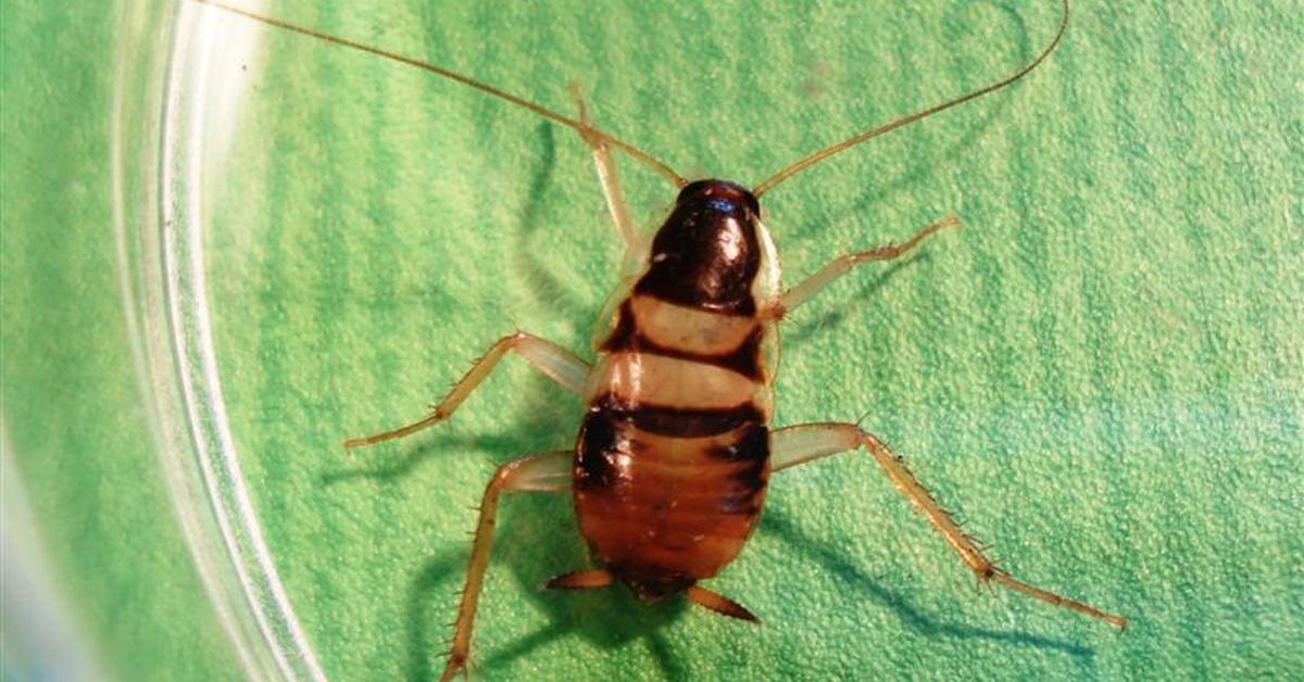 Vivid image of the Brown-Banded Cockroach, or Kecoa Berpita Coklat in Indonesian context.