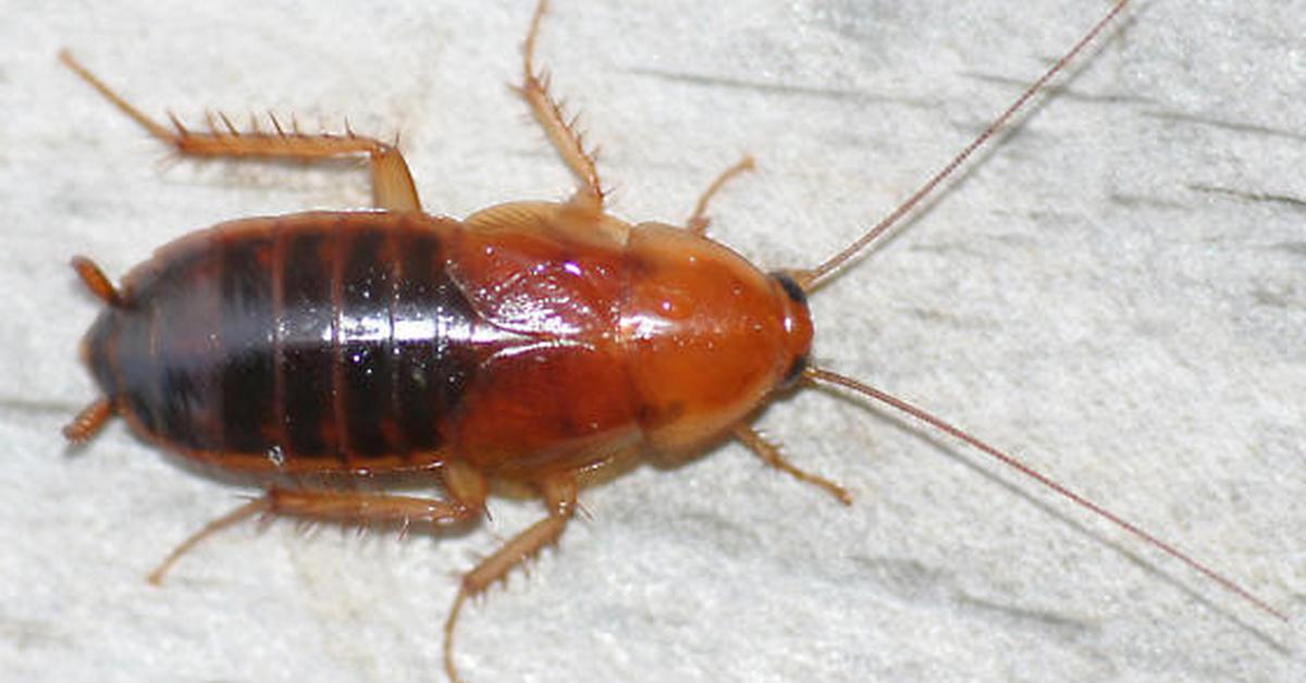 The Brown-Banded Cockroach, an example of Supella longipalpa, in its natural environment.