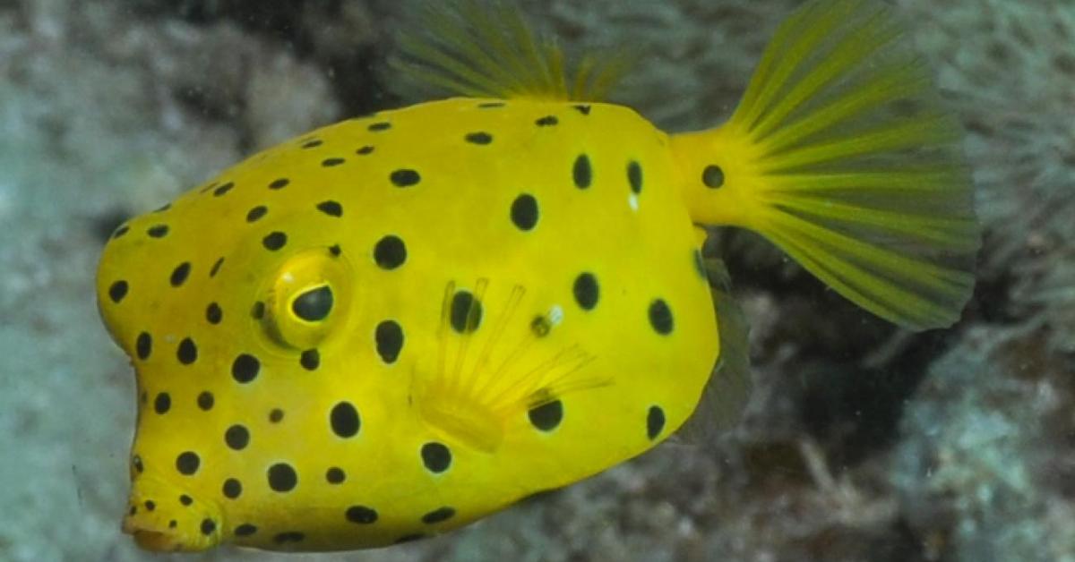 Enchanting Boxfish, a species scientifically known as Ostracion cubicus.