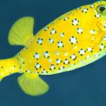 Elegant portrayal of the Boxfish, also known as Ostracion cubicus.