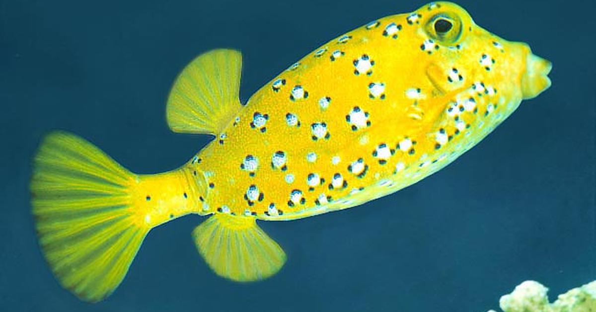 Insightful look at the Boxfish, known to Indonesians as Ikan Kotak.