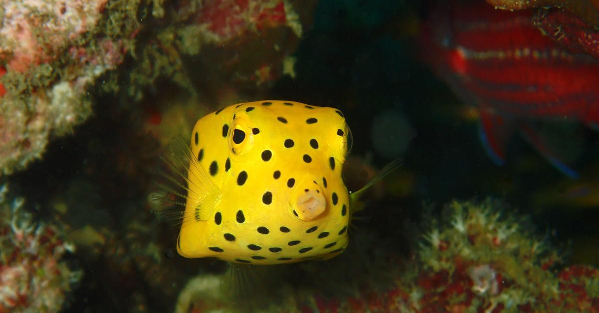 Detailed shot of the Boxfish, or Ostracion cubicus, in its natural setting.