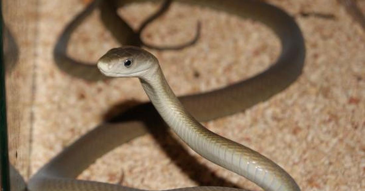 Captivating view of the Black Mamba, known in Bahasa Indonesia as Mamba Hitam.