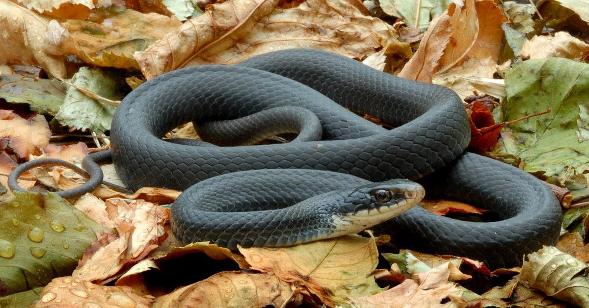 The elegant Black Mamba (D. polylepis), a marvel of nature.