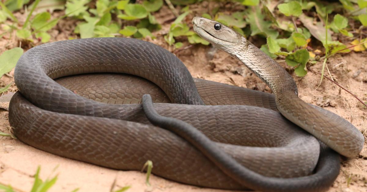 Enchanting Black Mamba, a species scientifically known as D. polylepis.