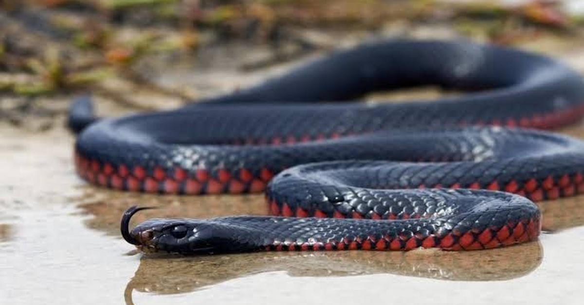 The remarkable Black Mamba (D. polylepis), a sight to behold.