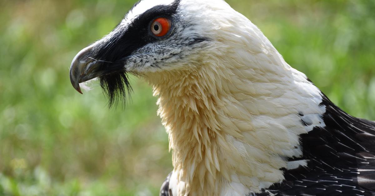 Visual representation of the Bearded Vulture, recognized in Indonesia as Elang Jambul.