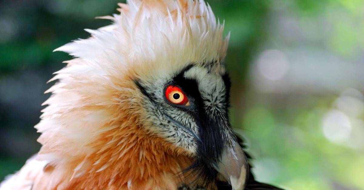 Captured moment of the Bearded Vulture, in Indonesia known as Elang Jambul.