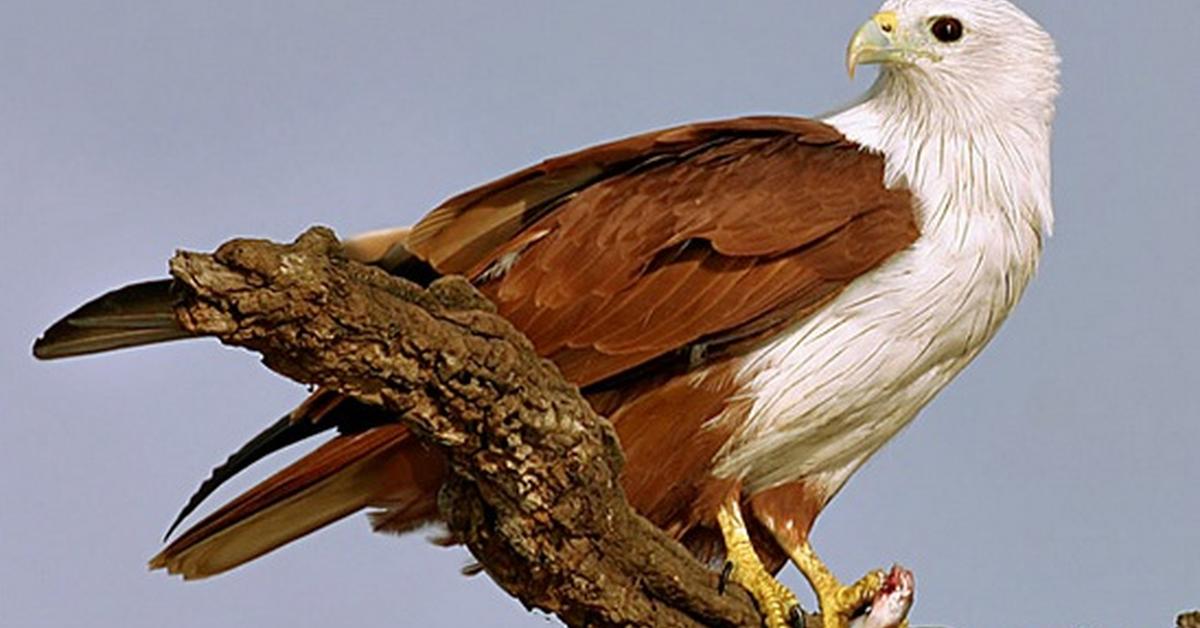 Picture of Bearded Vulture, known in Indonesia as Elang Jambul.