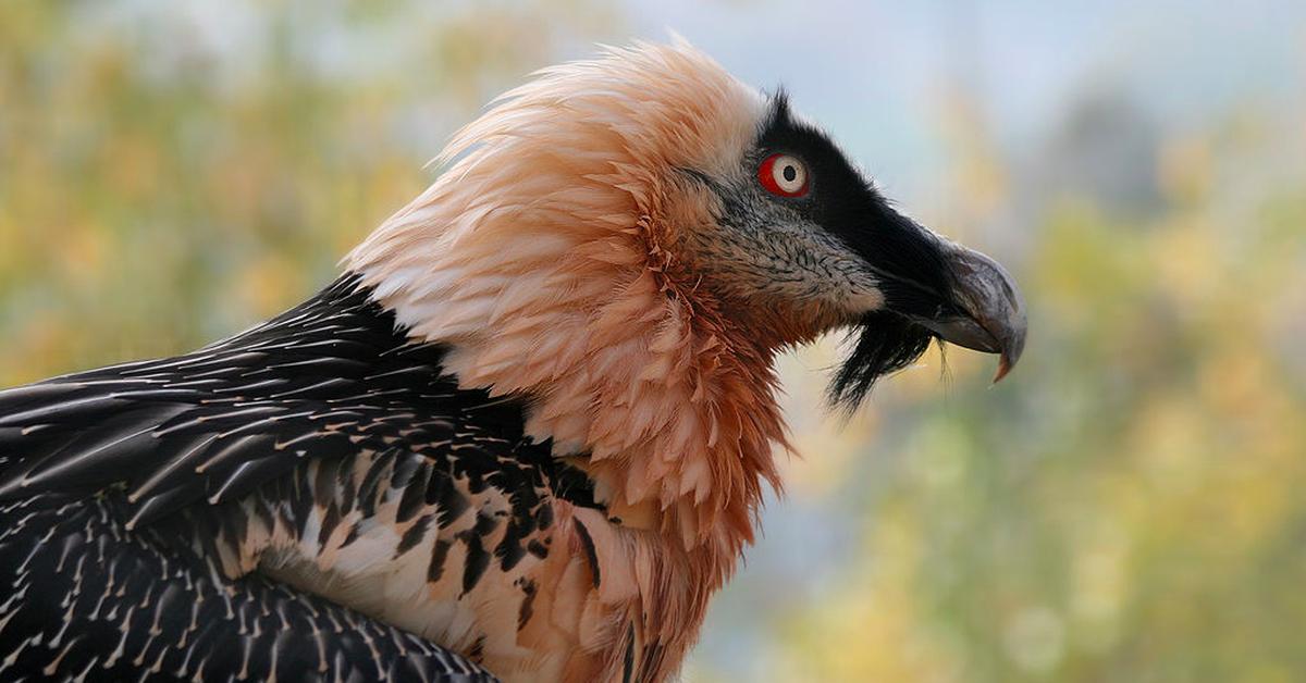 Vivid image of the Bearded Vulture, or Elang Jambul in Indonesian context.