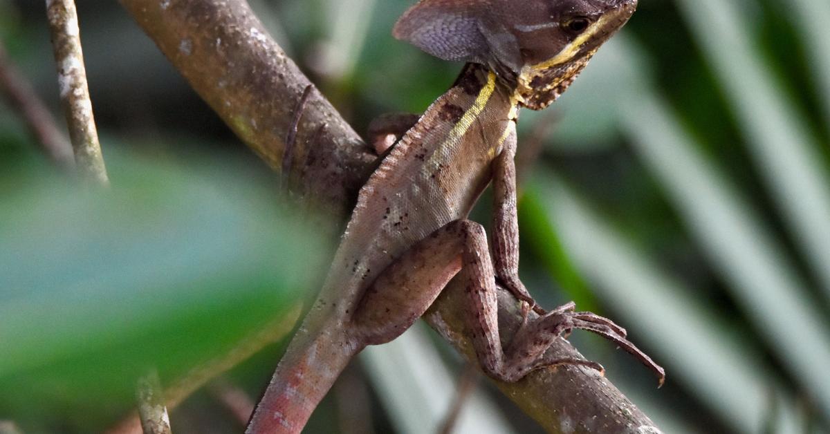 The remarkable Basilisk Lizard (Basiliscus), a sight to behold.