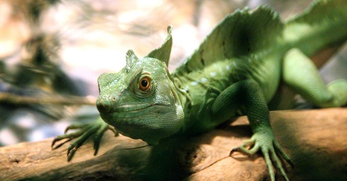 Striking appearance of the Basilisk Lizard, known in scientific circles as Basiliscus.